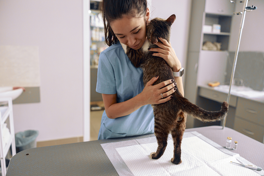 In a veterinary clinic, a compassionate vet in blue scrubs gently hugs a brown tabby cat on the examination table, surrounded by medical equipment.