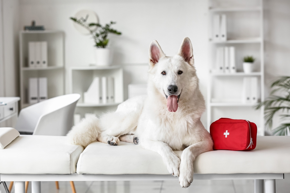 A white dog sits on a white examination table in a veterinary office, with a red first aid kit next to it. The background features white shelves and a plant, creating a clean and professional atmosphere for the veterinarian.