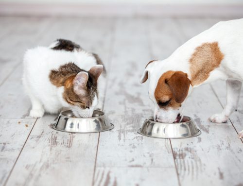 Nutrition Simplified: How to Choose the Best Food for Your Pet