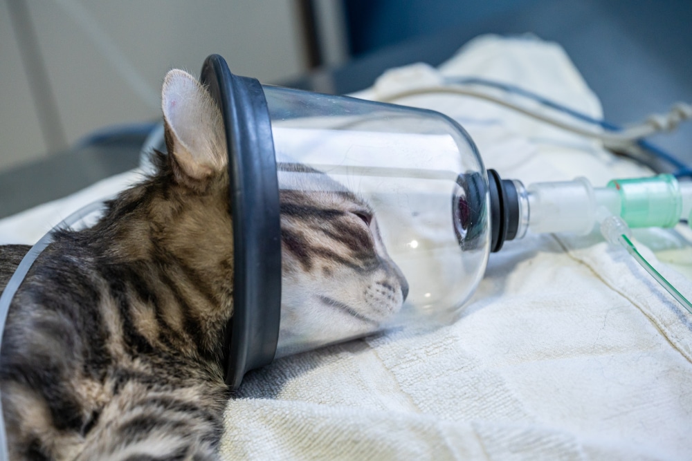 A cat with striped fur is lying down, receiving oxygen through a transparent mask connected to a tube, on a white towel in what appears to be a veterinary clinic.