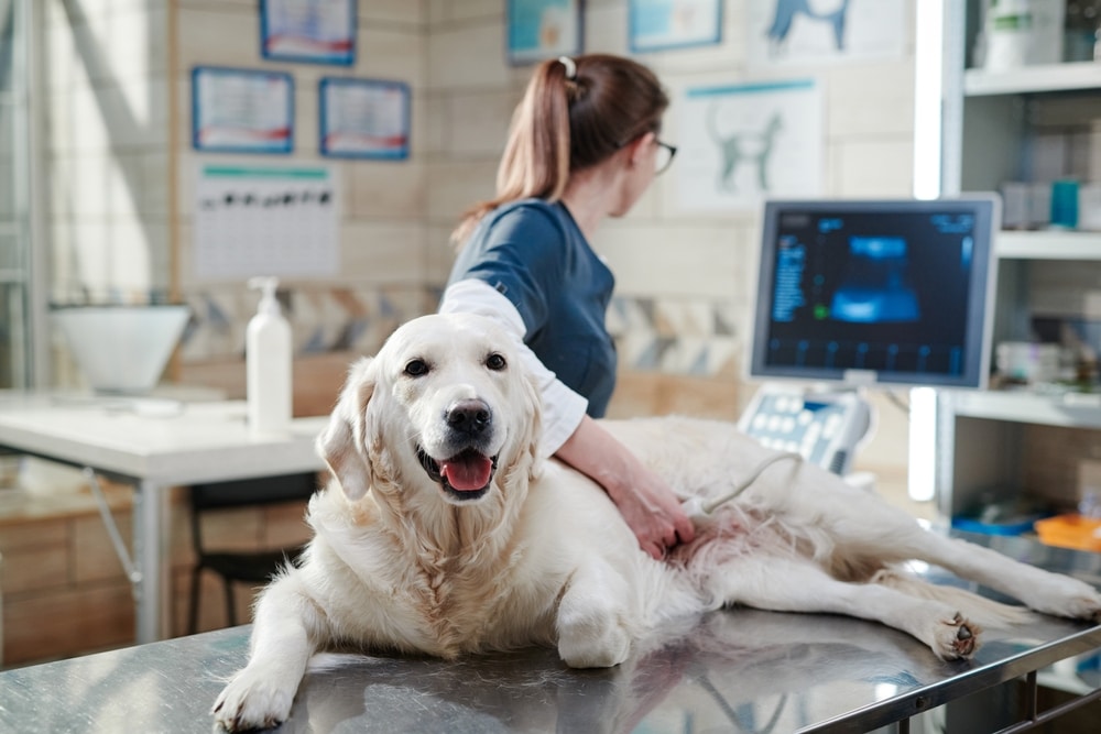 A golden retriever lies on an exam table at a veterinary clinic, looking at the camera. A vet in a white coat performs an ultrasound, with a monitor displaying the results. The room has medical equipment and framed posters on the walls.