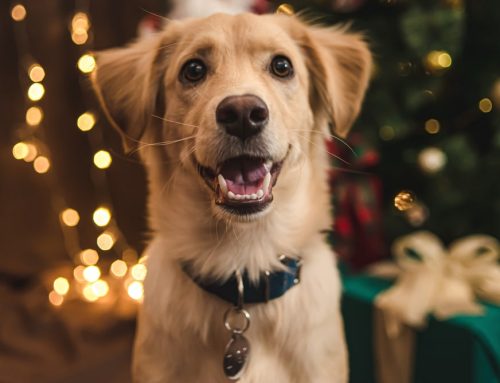 How to Make the Holidays Safe for Pets