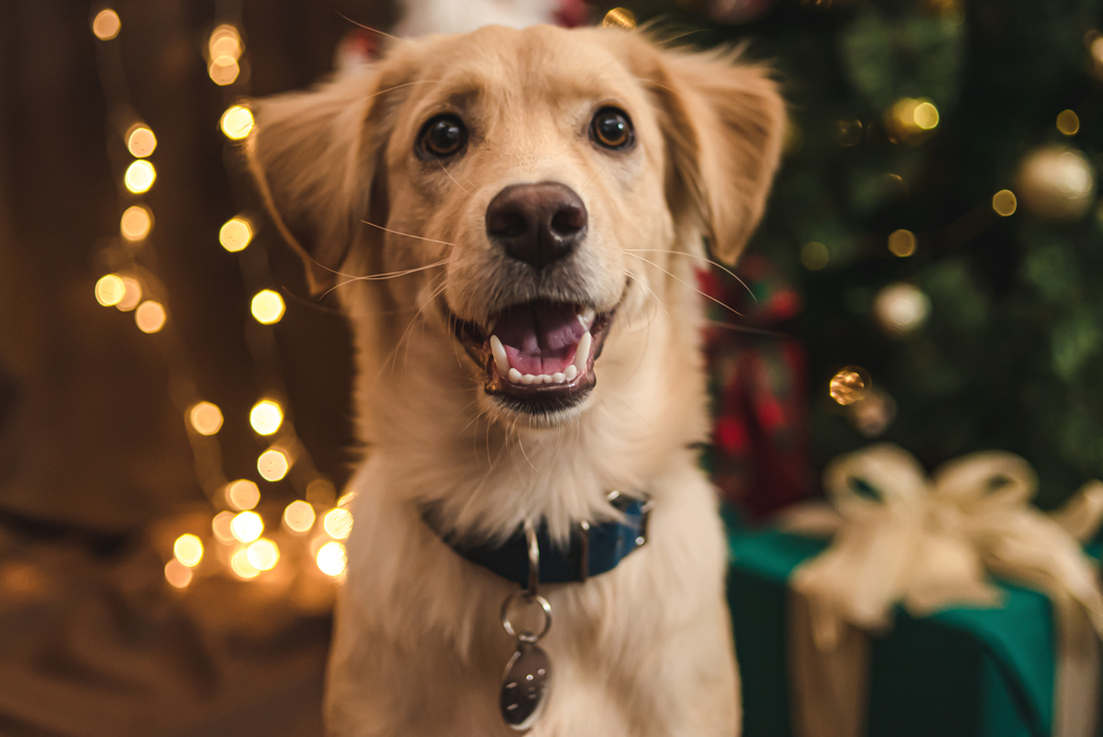 A happy golden retriever puppy sits indoors in front of a festive backdrop with glowing lights and a decorated tree. The dog, looking like it just returned from the vet, wears a blue collar with a tag and looks directly at the camera, mouth open in a friendly expression.