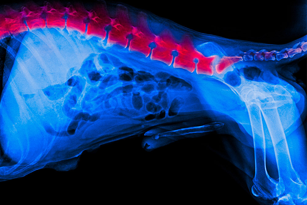 X-ray image of a dog with highlighted vertebrae in red, showing the spine and pelvis area. The image is primarily in blue, providing a clear view of the skeletal structure.