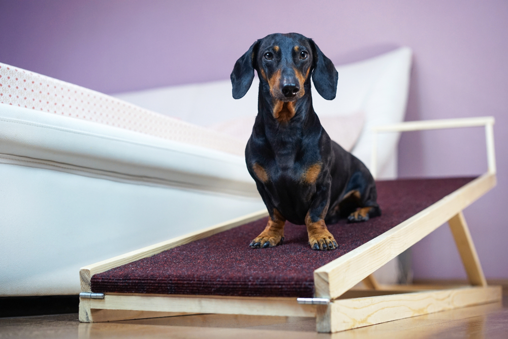 A dachshund sits on a wooden ramp with a burgundy carpet in front of a white sofa. The background wall is light purple.