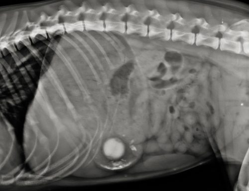 Your Pet Ate What? Gastrointestinal Foreign Bodies in Pets