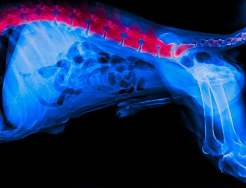 Intervertebral Disc Disease in Dogs: A Pain in the Neck