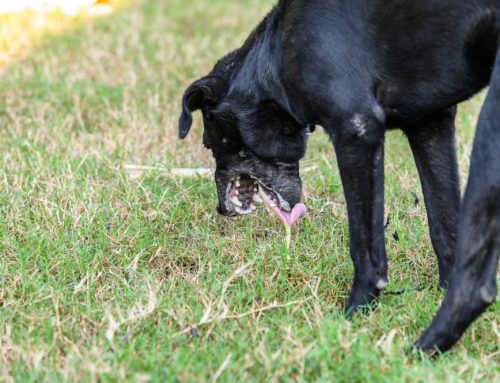 8 Reasons for Vomiting in Dogs