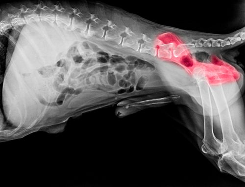 Canine Hip Dysplasia 101