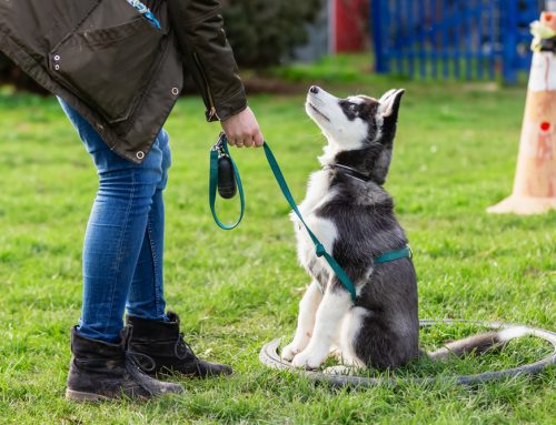 Unleashing the Best in Your Dog: A Guide to Effective Dog Training