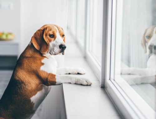 Don’t Leave Me! Separation Anxiety Management for Pets