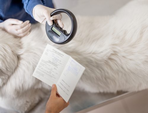 Pet Microchipping Frequently Asked Questions