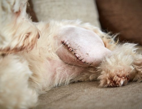 Knee-Deep: A Pet Owner’s Guide to Luxating Patellas