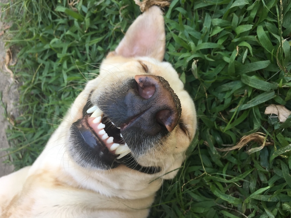 A light-colored dog lies on its back in the grass, with eyes closed and mouth open, appearing to smile.