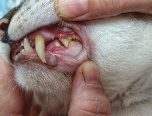 Beyond Bad Breath: Periodontal Disease and Your Pet