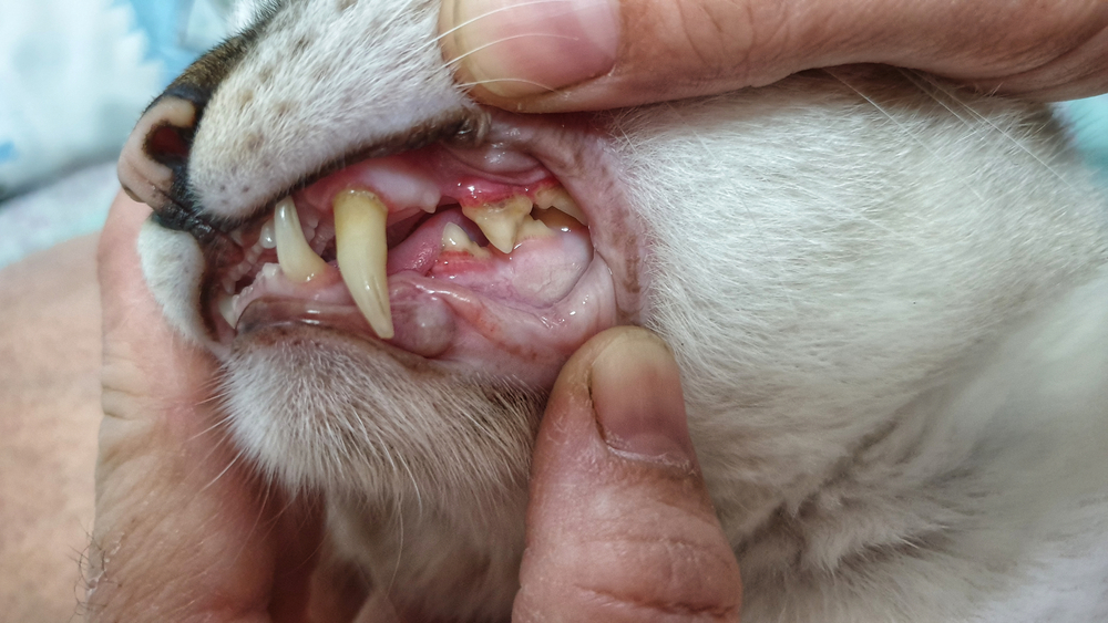 A close-up shows a vet gently holding a cat's mouth open to inspect its teeth and gums. The cat's sharp canine teeth and pink gums are clearly visible, as the veterinarian’s fingers are carefully positioned around the mouth.