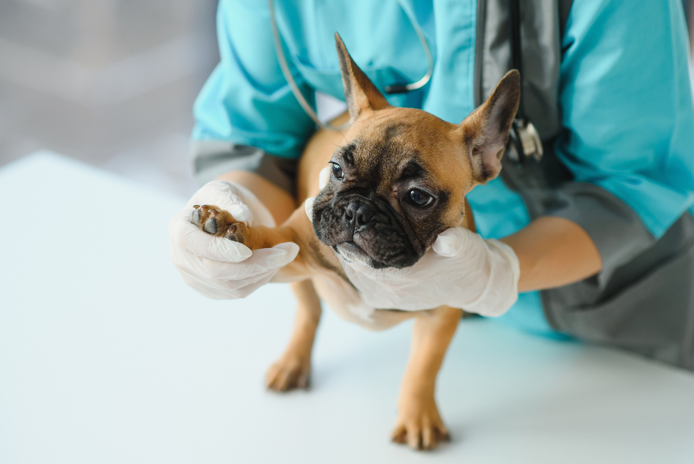 A vet in a blue uniform and white gloves examines a French Bulldog puppy on a white table. The puppy looks toward the camera with one paw gently held by the veterinarian.