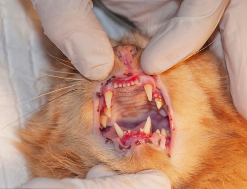 Protect Your Cat’s Smile: Understanding Resorptive Lesions