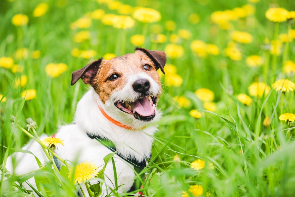 A happy dog with a brown and white coat and a bright orange collar sits in a lush field filled with yellow dandelions, looking as if it just returned from a visit to the vet. The dog's mouth is open in a smile, and its ears are perked up.