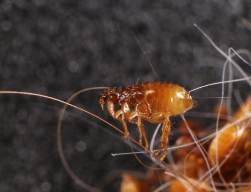Pesky Parasites: Flea and Tick Prevention for Pets