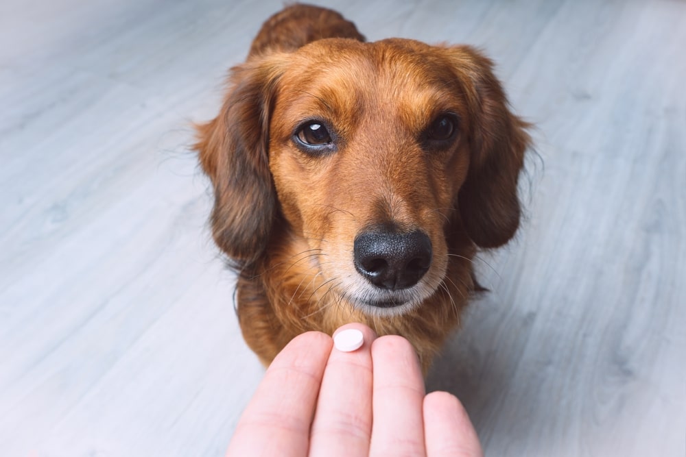 A brown dog with long ears looks attentively at a hand holding a small white pill. The background shows a light-colored floor.