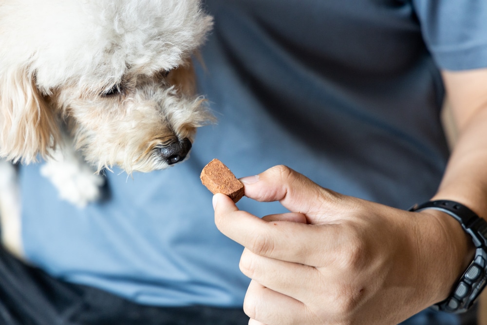 A white fluffy dog looks intently at a small brown treat being held by a person wearing a blue shirt and a black wristwatch.